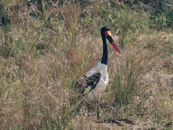 <h3><a href="/trips/safari/biota/animalia/chordata/aves/014 ciconiiformes/001 ciconiidae/ephippiorhynchus senegalensis/ephippiorhynchus senegalensis-nl.html">Ephippiorhynchus&nbsp;senegalensis</a> / Saddle‑billed&nbsp;stork / Zadelbekooievaar</h3>OM-1 Mark II met OLYMPUS M.150-400mm F4.5 TC, 1/2000 sec  bij F5.6, ISO 640, afstand 54.6&nbsp;m